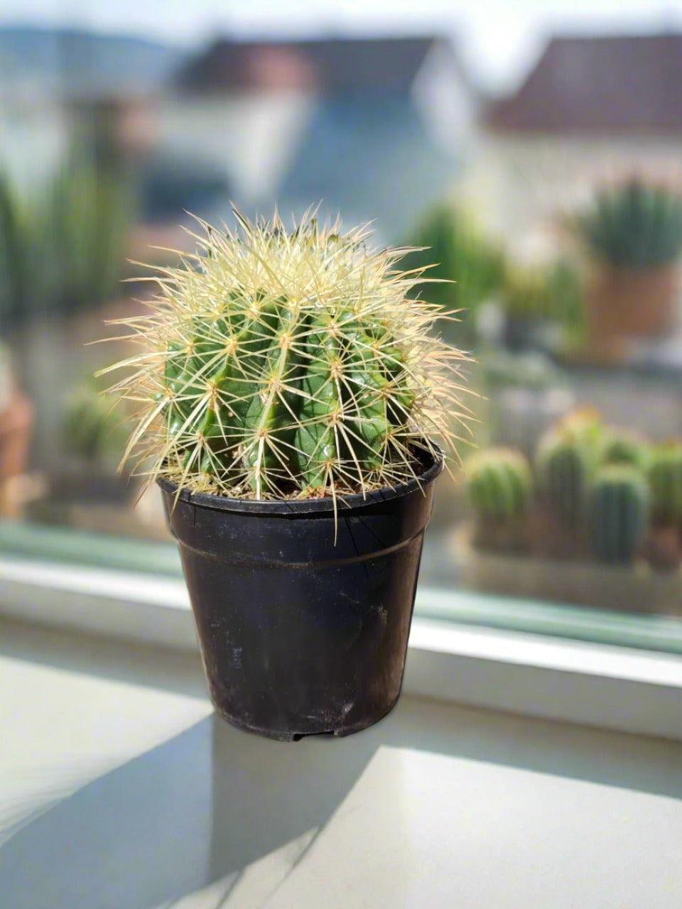 Golden Barrel Cactus