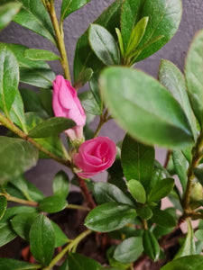 Azalea