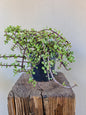 Portulacaria prostrata