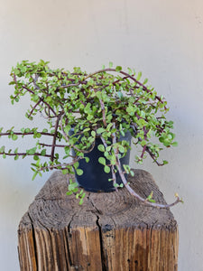Portulacaria prostrata