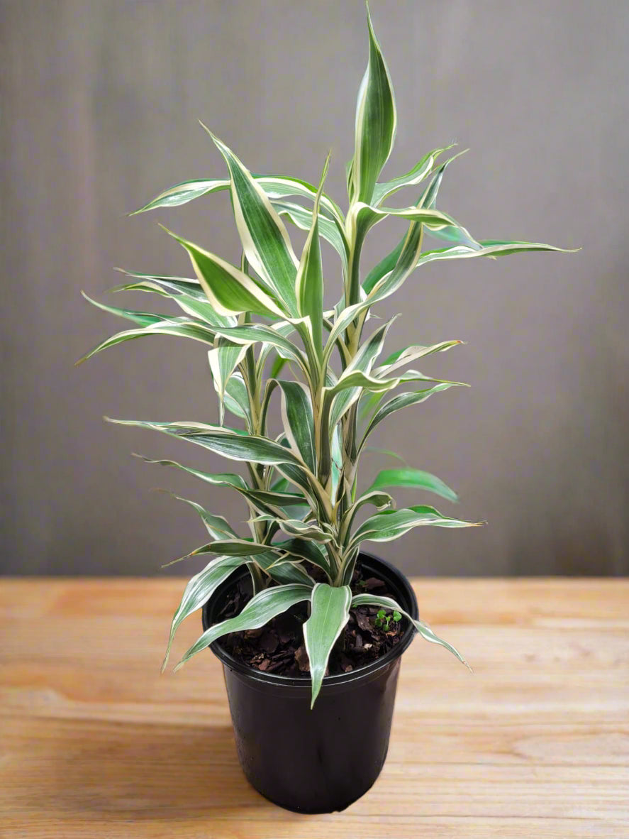 Lucky Bamboo Variegated - 3 short stems - Planted in soil