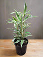 Lucky Bamboo Variegated - 3 short stems - Planted in soil