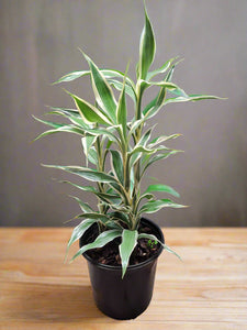 Lucky Bamboo Variegated - 3 short stems - Planted in soil