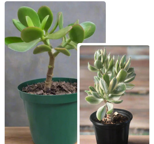 Jade Money Plant combo