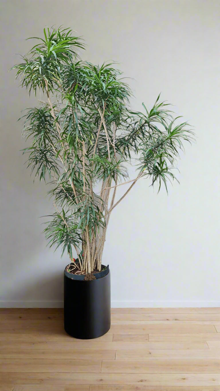 Dragon Tree Americana Extra Large