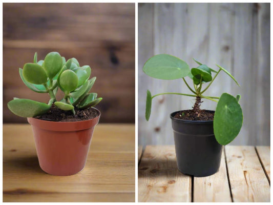 Jade and Chinese Money Plant combo