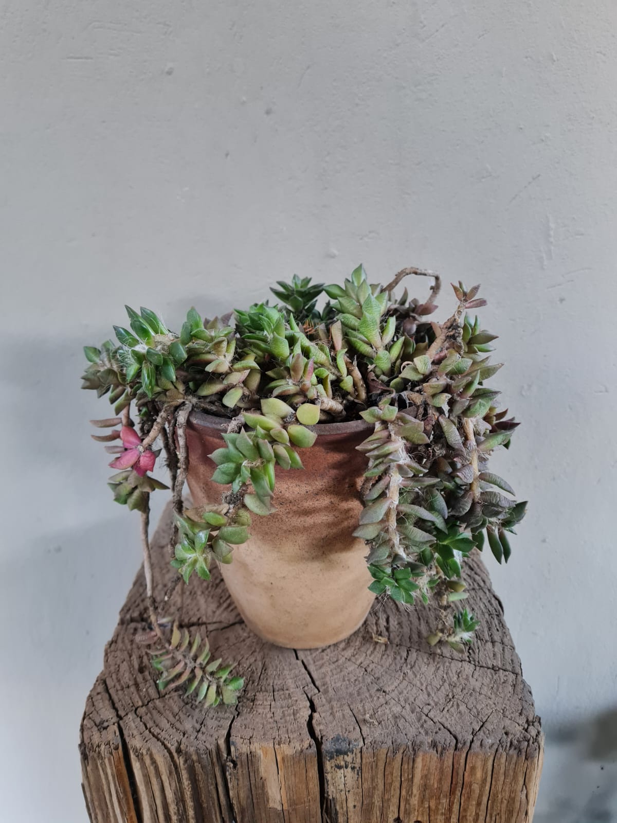 Previously Loved | Succulent small assorted planted in terracotta pot (As Is)
