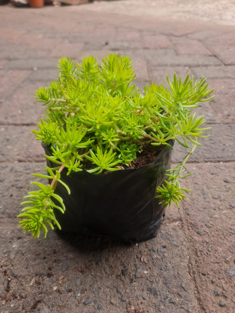 Sedum Mexicanum