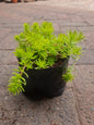 Sedum Mexicanum