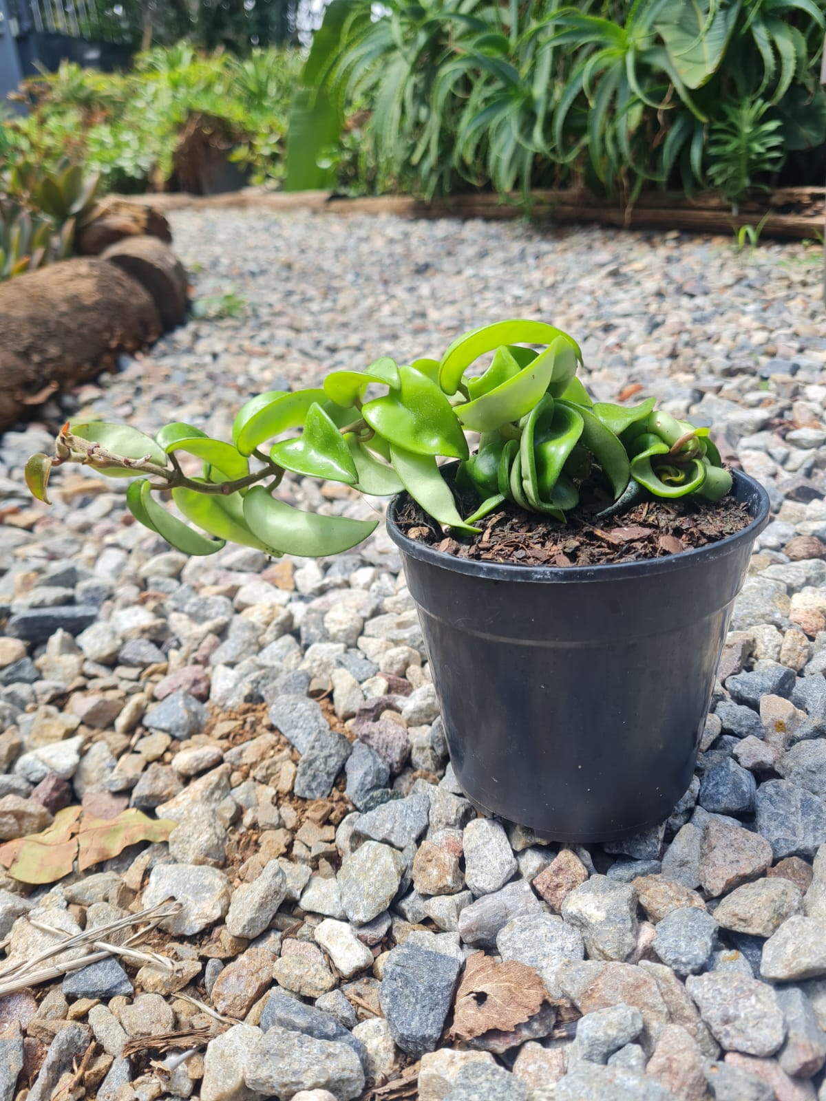 Hoya – i-go-eco