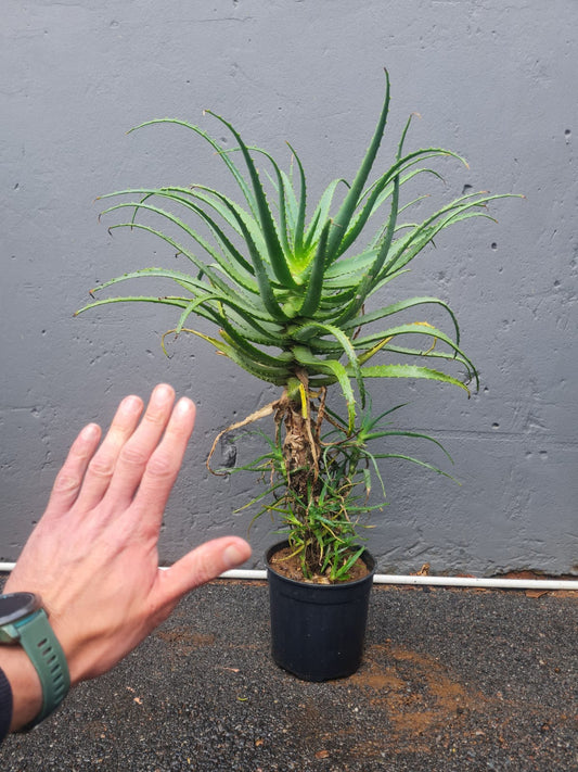 Aloe Arborescens XL