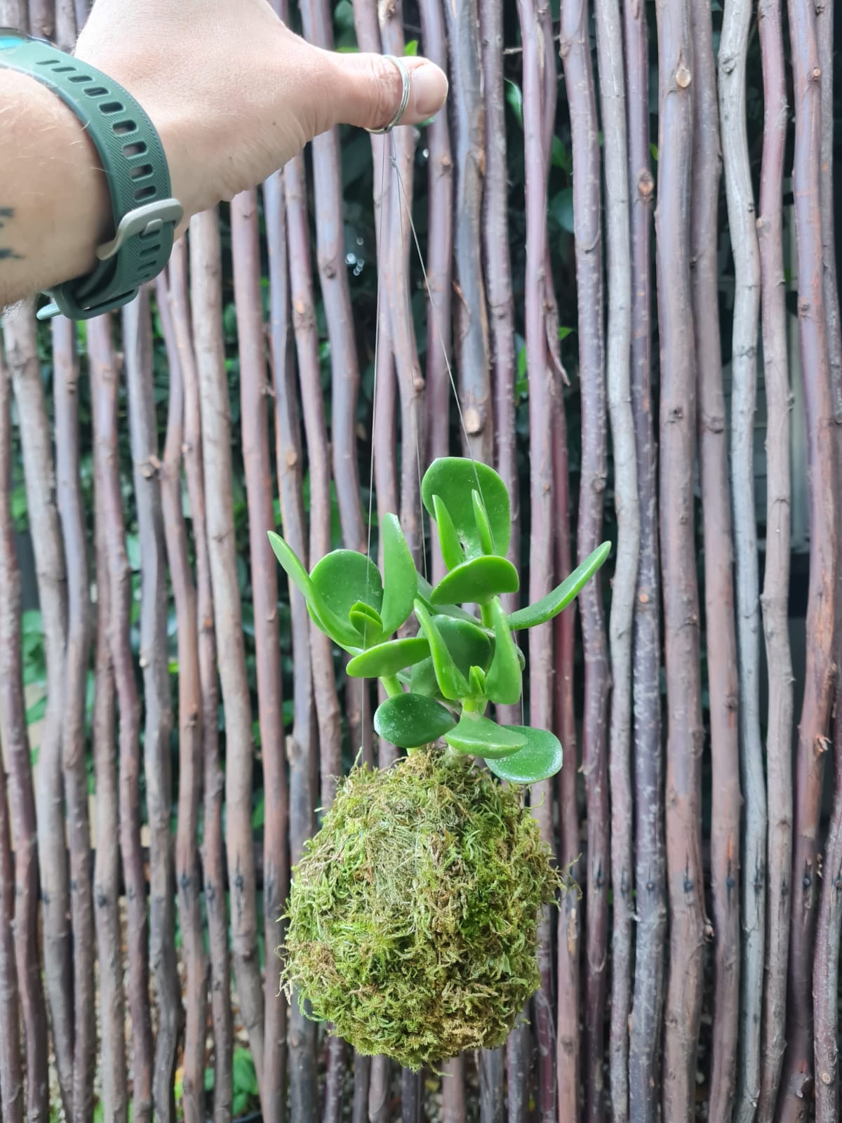 Jade Money Plant Kokedama