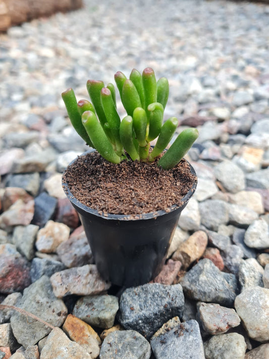 Crassula Shrek Ears Small