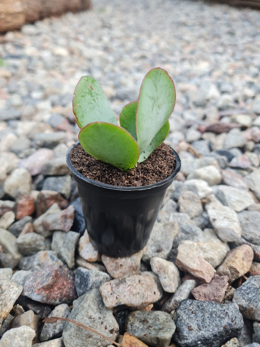 Crassula Silver Jade Small