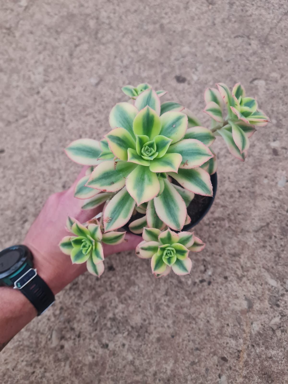 Aeonium ‘Kiwi’