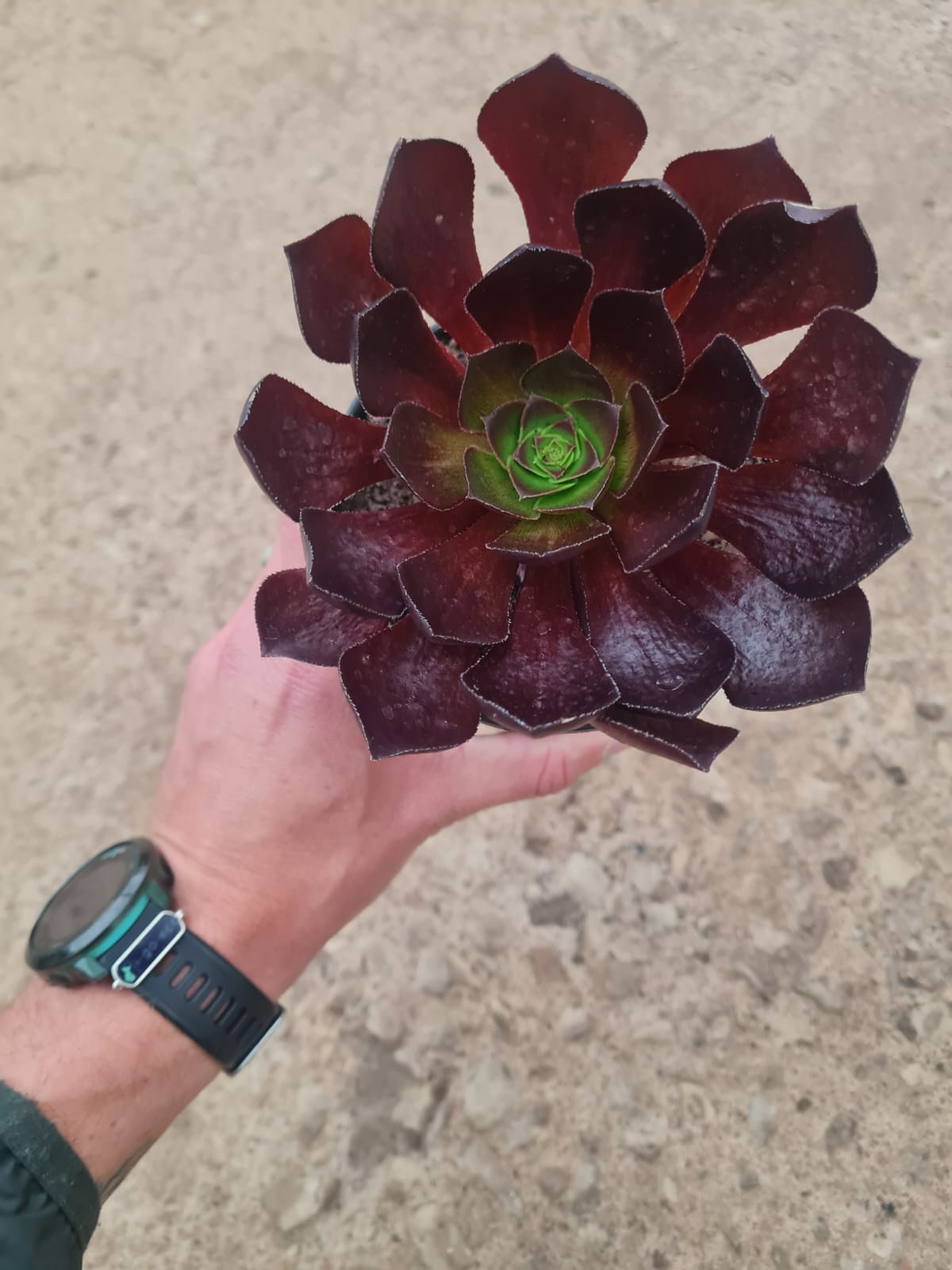 Aeonium ‘Velour’