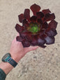 Aeonium ‘Velour’