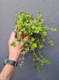 Crassula Spathulata