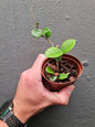 Hoya Mathilde