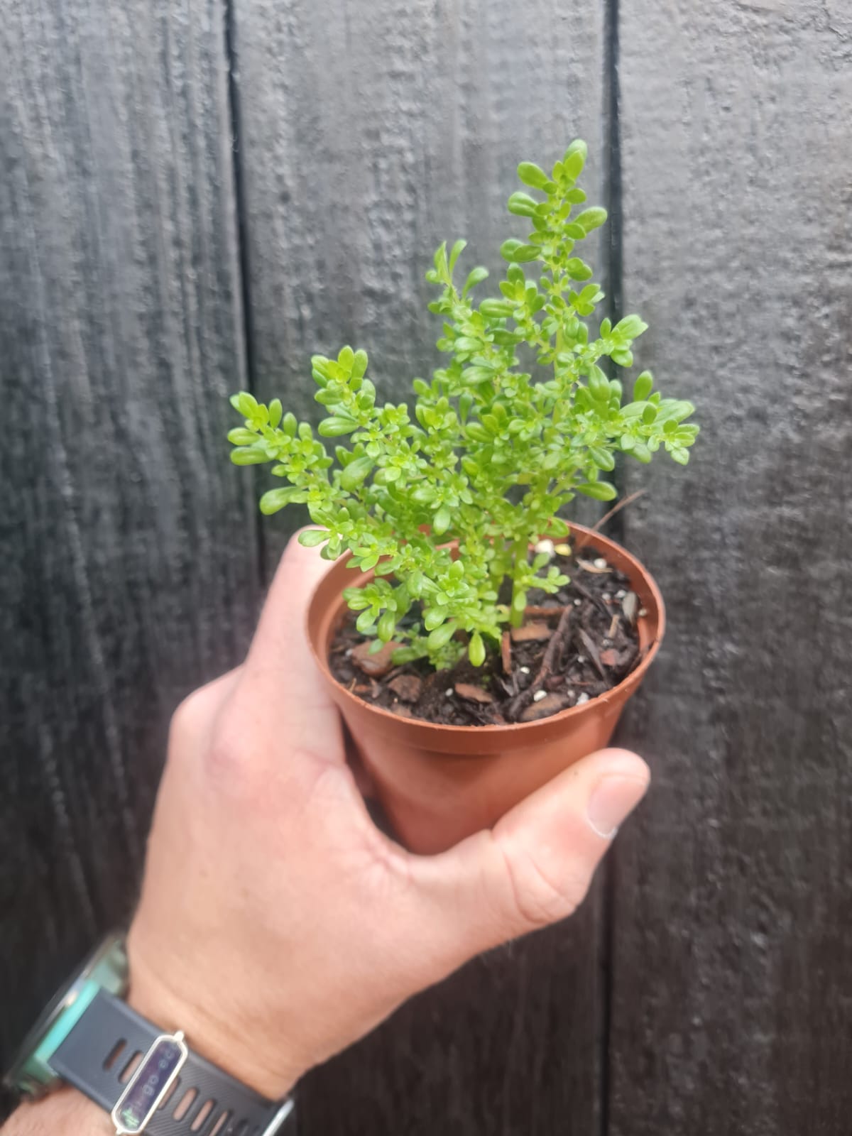 Pilea Microphylla