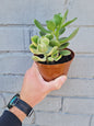 Jade Money Plant green and variegated