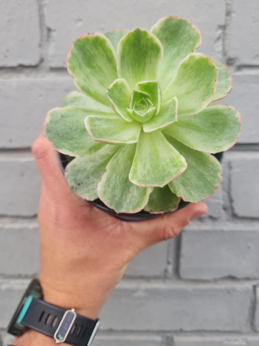 Aeonium MT Everest