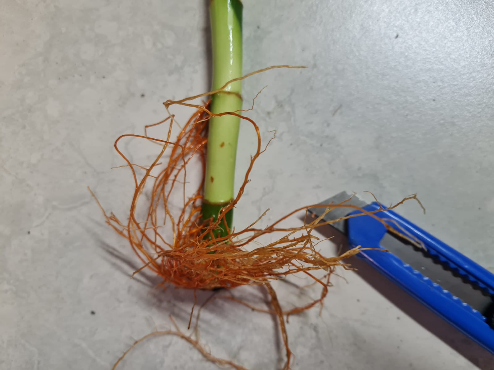 Load video: 🌱 How to Safely Remove Lucky Bamboo Roots | i-Go-Eco Plant Care 🌱