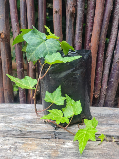 English Ivy
