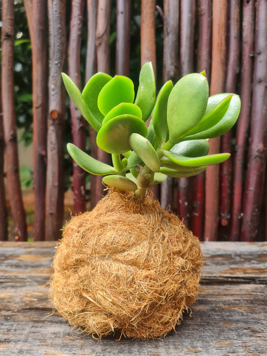 Jade Money Plant Kokedama wrapped in Coco fibre