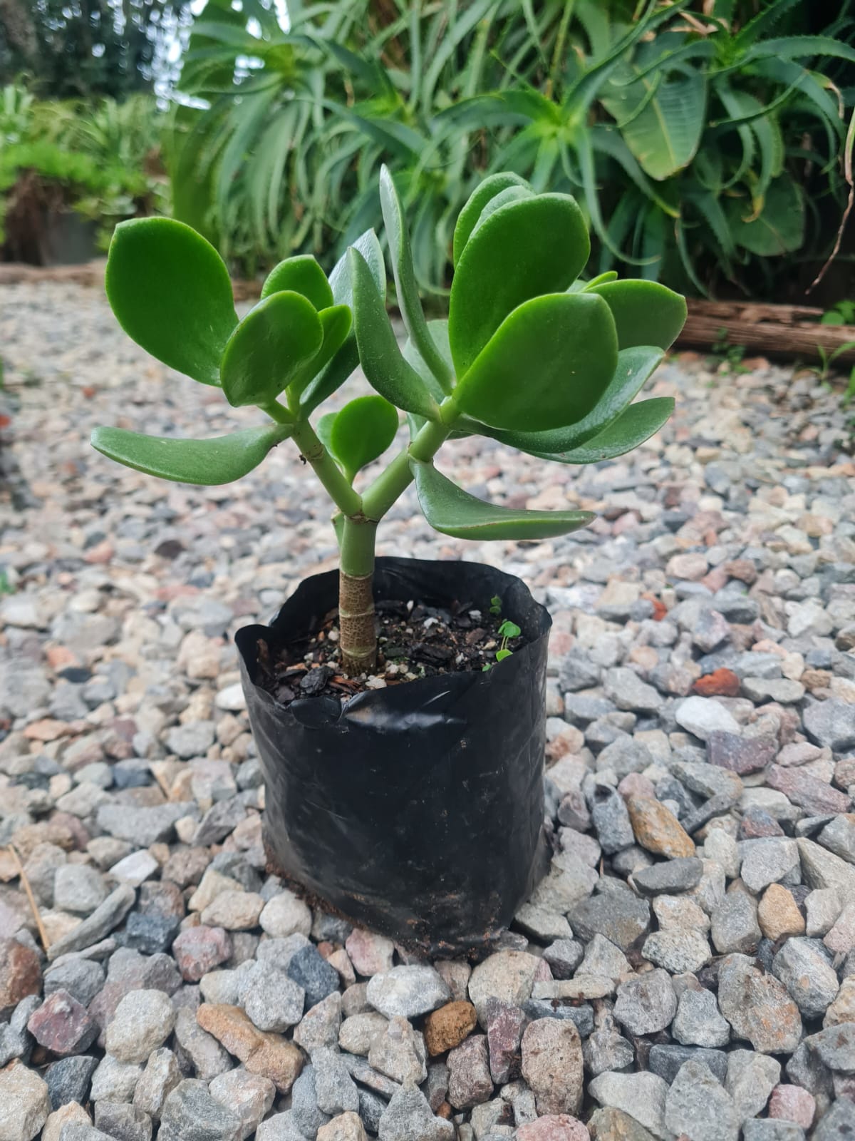 Jade Money Plant