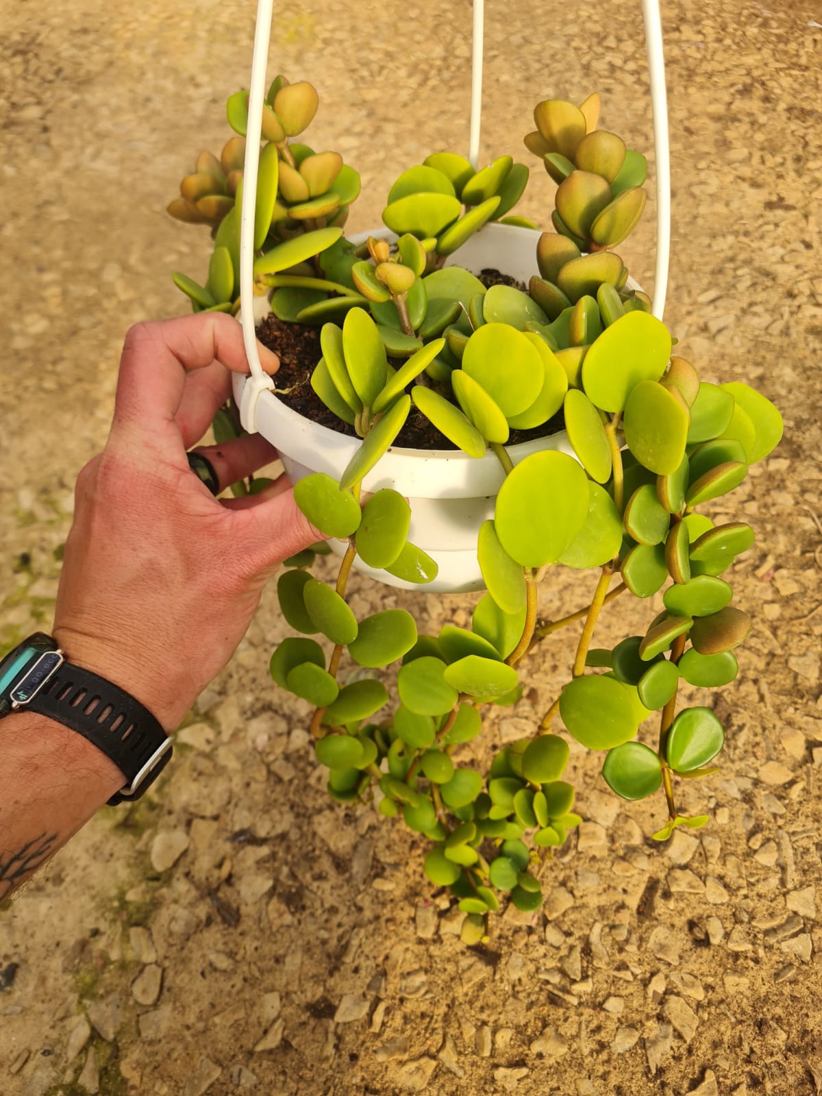 Peperomia Hope hanging basket