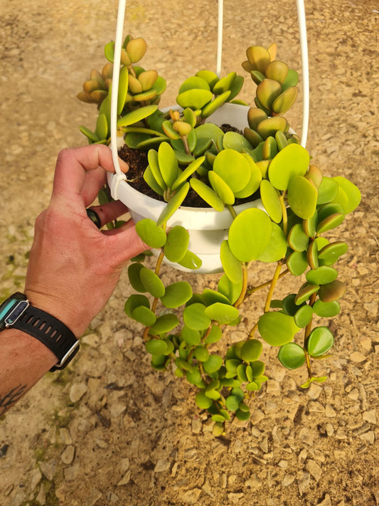 Peperomia Hope hanging basket