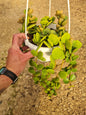 Peperomia Hope hanging basket