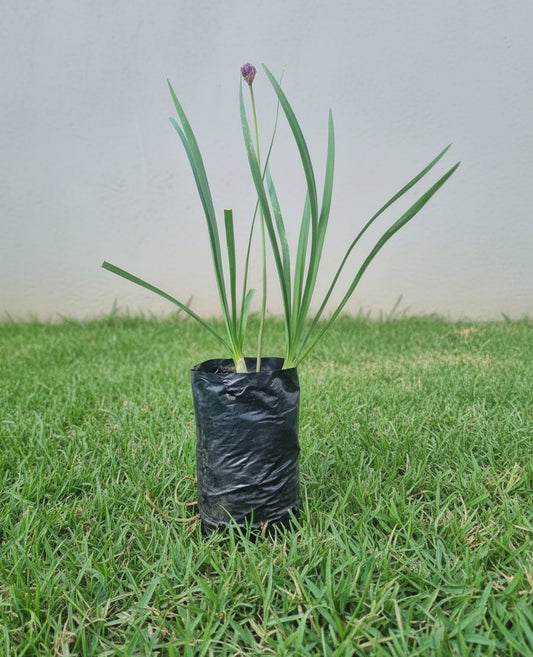 Wild Garlick Tulbaghia violacea