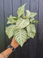 Zebra Plant White Wash