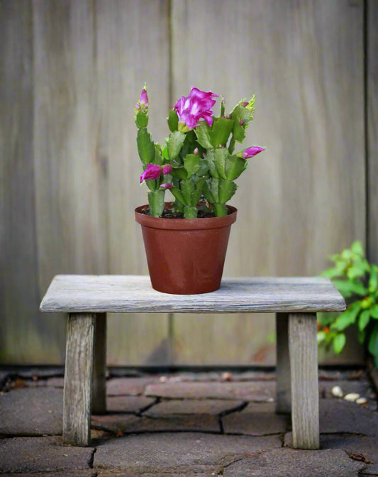 Zygo Cactus