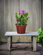 Zygo Cactus