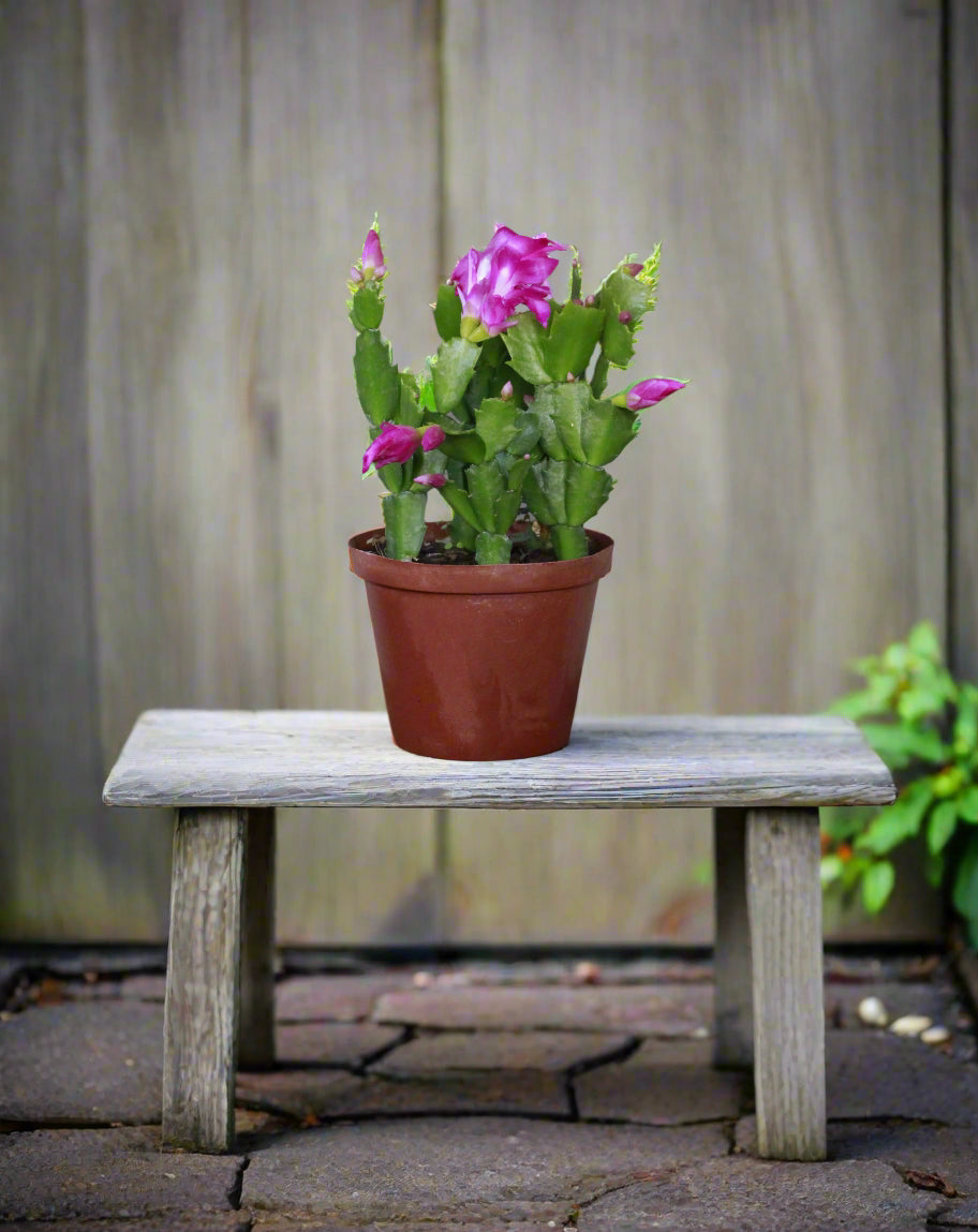 Zygo Cactus