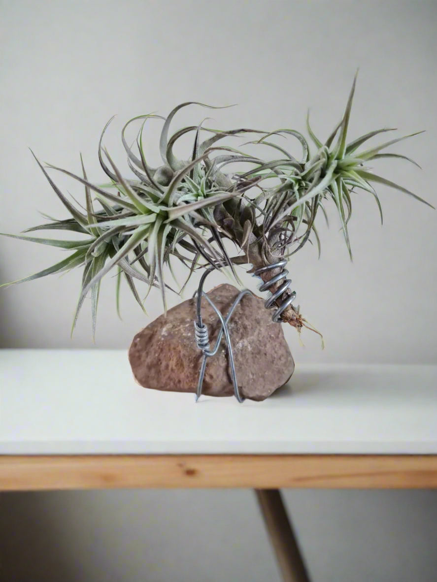 air plant with holder
