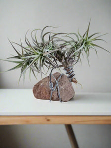 air plant with holder