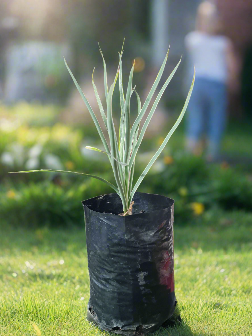 Variegated Wild Garlic