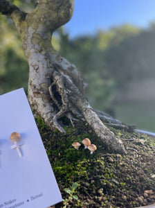 Brown Mushroom stakes