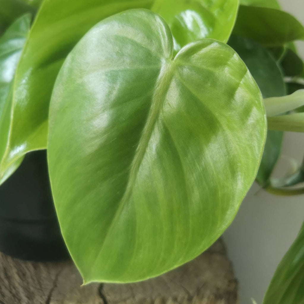 Philodendron scandens green cutting