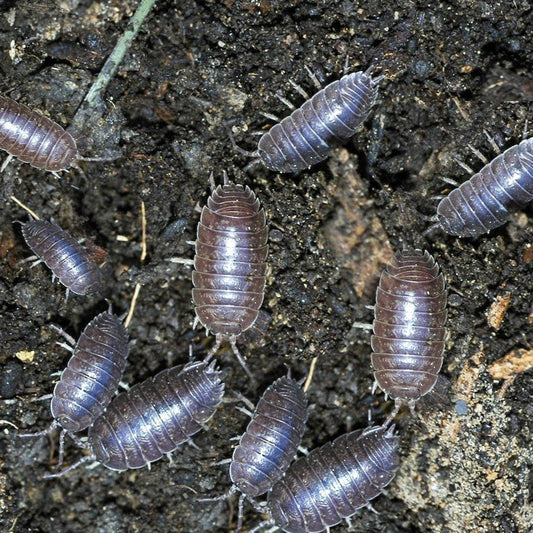 Isopods