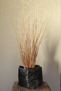Carex Red Rooster