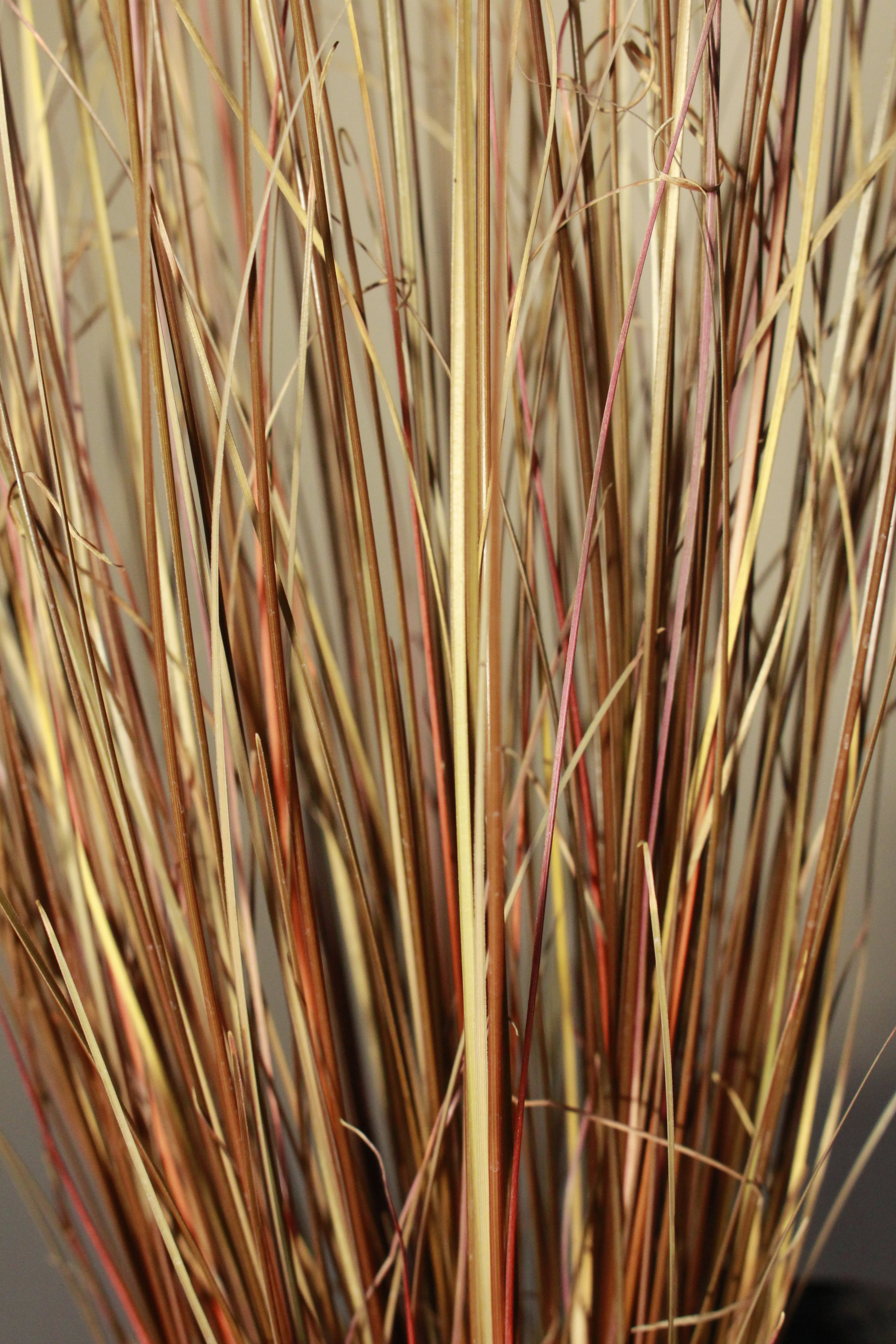 Carex Red Rooster