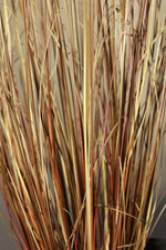Load image into Gallery viewer, Carex Red Rooster
