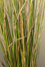 Load image into Gallery viewer, Carex Tall Green
