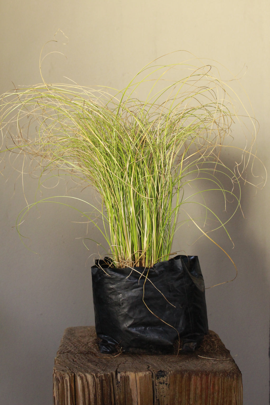 Carex Tall Green