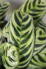 Load image into Gallery viewer, Calathea Amabilis
